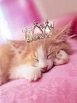 pic for princess cat